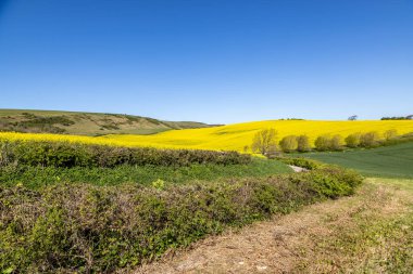 Sussex kırsalında güneşli bir bahar gününde, mavi gökyüzünün altında yağlı yağ tohumları tecavüz mahsulleri