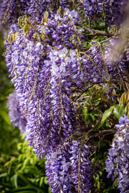 İlkbaharda seçici bir odak ile büyüyen oldukça salkımlı bir bitki.