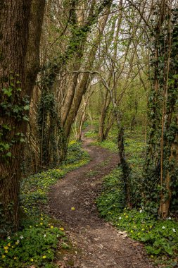 Celendine bir bahar günü ormanlık alanda bir patika çiziyor.