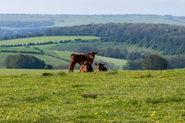Güney Downs 'taki Ditchling Beacon' dan bir görüntü tepenin yamacında dinlenen ve kameraya bakan üç buzağı.
