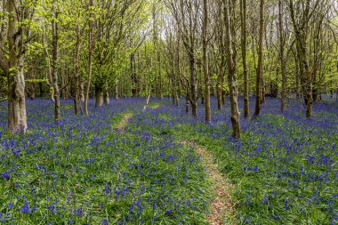 Bir bahar sabahı, çan ağacının içinden geçen bir patika.