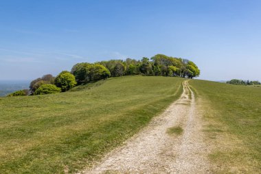 Güneşli bir bahar gününde Güney Downs Yolu boyunca Chanctonbury Ring manzarası.