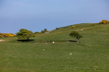Çiyli bir göletin etrafında otlayan koyunlar Ditchling Beacon 'da, çiçeklenmiş gorse çalıları ve mavi gökyüzü