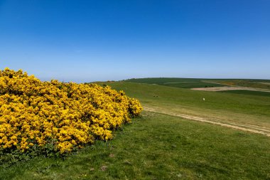 South Downs 'da bir bahar günü, tepemizde mavi bir gökyüzüyle canlı bir boğaz çiçek açıyor.