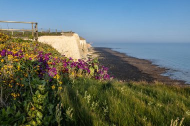 Sussex kıyısındaki Telescombe Kayalıkları 'nda ön planda kır çiçekleri ve aşağıdaki deniz büyümekte.