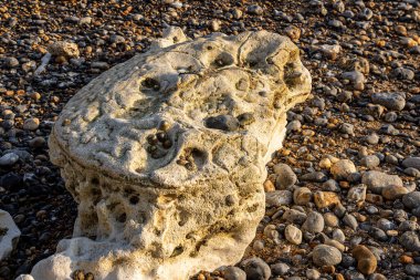 Sussex sahilindeki Peacehaven sahilinde fosilleşmiş bir ammonit.