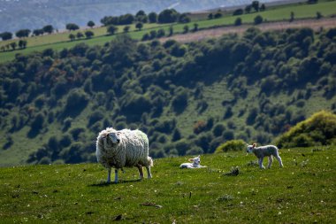 Sussex kırsalındaki Ditchling Beacon 'da güneşli bir bahar gününde bir koyun ve koyun.