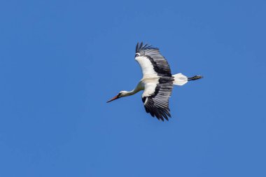 Mavi gökyüzüne karşı uçan beyaz bir leylek