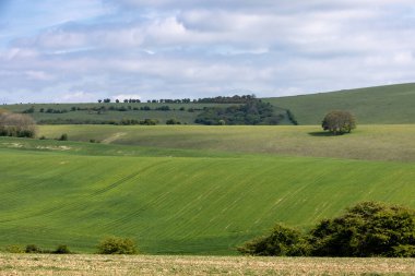Sussex kırsalındaki yeşil tarlaların manzarası, ilkbahar sabahının erken saatlerinde