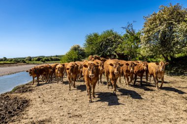 Sussex 'te Cuckmere Nehri' nin yanındaki inekler güneşli bir bahar sabahı