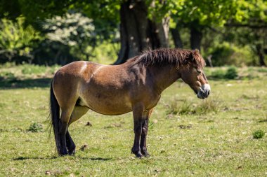 Bahar Güneşi Altında Bir Exmoor Midillisi