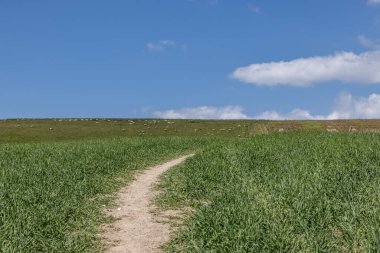 Sussex 'te güneşli bir bahar gününde, yamaçta otlayan koyunlarla dolu bir tarladan geçen yol.