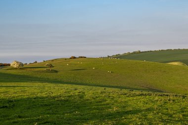 Ditchling Beacon 'da gece ışığında otlayan koyunların uzak bir görüntüsü.