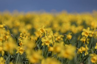 Pembrokeshire 'de güneşli bir bahar gününde canlı nergis tarlası.