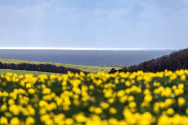 Solva yakınlarındaki Pembrokeshire sahili üzerinde bir manzara, ön planda nergisler var.