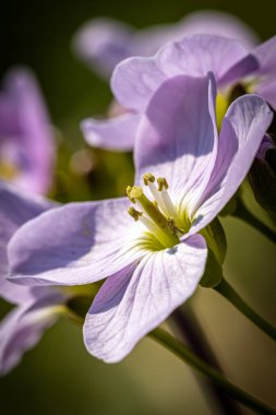 Bahar güneşinde sığ bir alan derinliğinde bir Cardamine Pratensis.