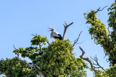 Arkasında açık mavi gökyüzü olan yuvadaki leylek.