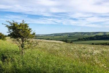 Lewes yakınlarındaki Guguk Kuşu 'na bakıyorum. Kingston Tepesi' ne doğru.