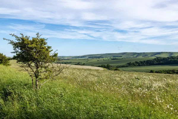 Lewes yakınlarındaki Guguk Kuşu 'na bakıyorum. Kingston Tepesi' ne doğru.