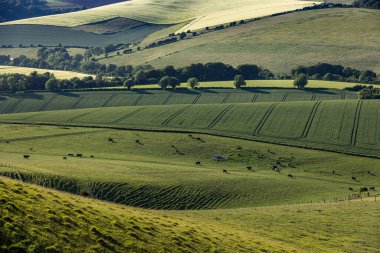 Lewes yakınlarındaki Kingston Tepesi 'nde yeşil tarlalar ve yuvarlanan tepeler.