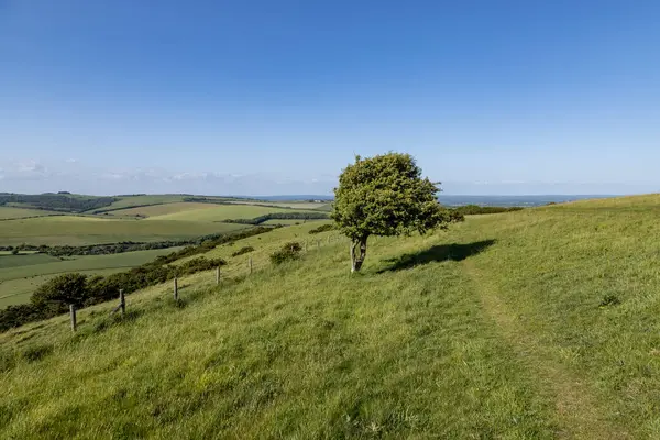 Kingston Ridge, Sussex kırsalındaki South Downs Yolu 'ndaki çimen yolu boyunca bir manzara.