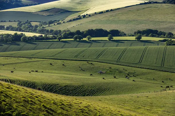 Lewes yakınlarındaki Kingston Tepesi 'nde yeşil tarlalar ve yuvarlanan tepeler.