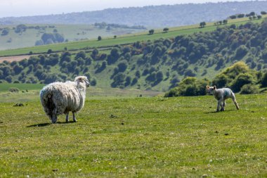 Bir kuzu koyuna doğru yürüyor, Sussex 'in güney yamacında.