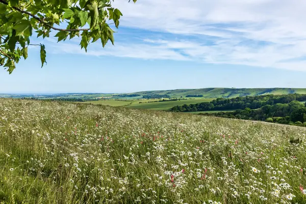 Güney Tepeleri 'nde papatya ve sainfoin tarlası manzarası, Kingston Tepesi' nin hemen yanında.