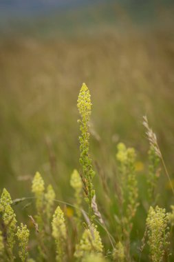 Sussex kırsalında çiçek açan Reseda Lutea 'nın sığ bir tarlası var.