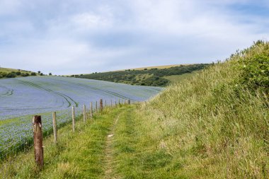 Güney Downs 'daki keten tohumu tarlasının yanında bir patika, bir yaz günü.