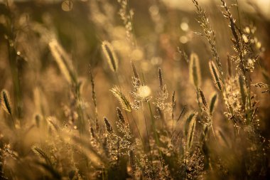 Sussex 'in kırsal kesimindeki bir çayırda akşam ışığında çimenler.