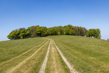 Sussex 'te Güney Downs Yolu boyunca Chanctonbury Çemberi' nin altında mavi bir gökyüzü var.