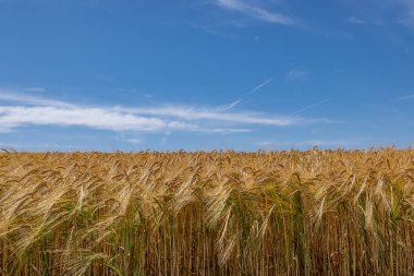 Güneşli bir yaz gününde Güney Downs 'taki tarım arazilerinde yetişen tahıl tarlalarının manzarası.