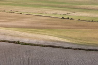 Güney Downs 'da tarım arazileri, ekinler yeni ortaya çıkıyor.