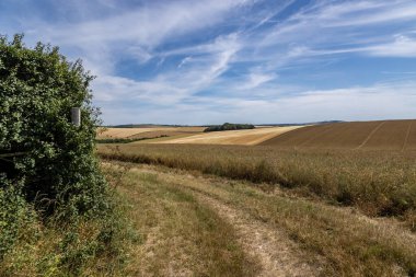 Güney Downs 'da mavi gökyüzü ve ince bulutlarla kaplı bir tarla manzarası.
