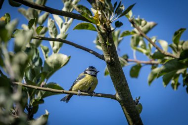 A blue tit perched in a tree with a blue sky behind