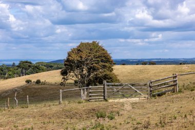 Bir yaz günü Wight kırsalında bir ada.
