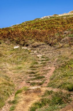 Engebeli Cornish sahilinde, patika boyunca taş basamakları olan bir yamağa bakıyorum.