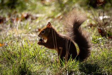 Genellikle kırmızı sincap olarak bilinen bir Sciurus vulgaris Eylül güneşinde kürek çekiyor.