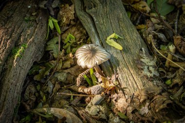 Sonbahar güneşinde büyüyen bir mantara bakın.