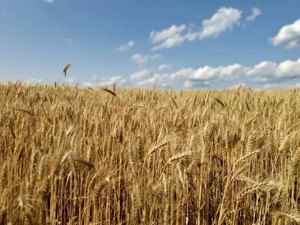 Ukrayna 'da bir yerlerde buğday tarlası