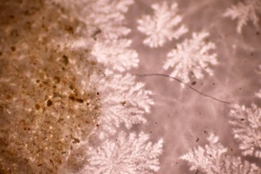 Plastik parçacıklarıyla dolu toprak ve su örneğinde kirlenmiş mikro plastik atıkların morfolojisi analiz ediliyor. Flakes tipi plastiklerin mikroskobu makro 40x lensli çevresel sağlık laboratuvarı.