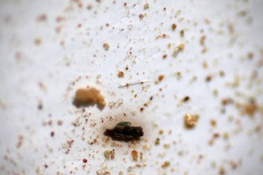 Toprak ve suda kirlenmiş mikro plastik atıkların analizi. Mikroskop tipi mikroplastik siyah renk ve yakın çekim makro 40x lens çevresel sağlık laboratuvarında. Seçici odak.