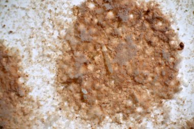 Toprağın içindeki mikroplastikler. Küresel ısınma ve iklim değişikliği kavramı. Geri dönüşümsüz plastikler mikroskop makroskobu 40x çevre sağlığı laboratuvarı ile sahada çevre kirliliği yaratıyor..