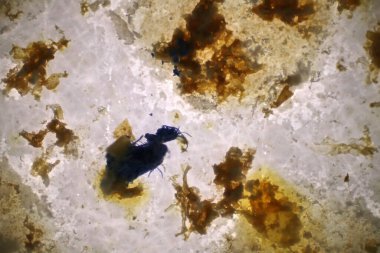 Plastik parçacıklarıyla dolu toprak ve su örneğinde kirlenmiş mikro plastik atıkların morfolojisi analiz ediliyor. Film plastiğinin mikroskobu yakın çekim makro 40x lens çevresel sağlık laboratuvarı.