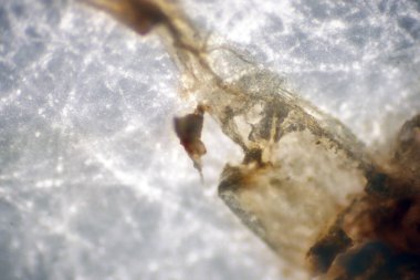 Plastik parçacıklarıyla dolu toprak ve su örneğinde kirlenmiş mikro plastik atıkların morfolojisi analiz ediliyor. Film plastiğinin mikroskobu yakın çekim makro 40x lens çevresel sağlık laboratuvarı.