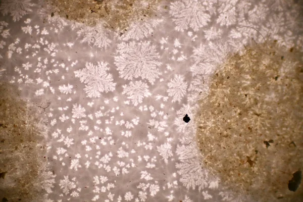 플라스틱 입자가 플라스틱 폐기물의 형태를 눈송이의 현미경은 매크로 40X 연구소가 — 스톡 사진