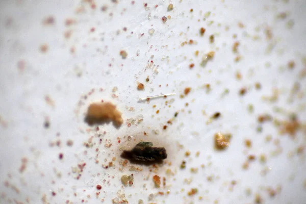 Talajban Vízben Szennyezett Mikroplasztikai Hulladék Elemzése Mikroszkóp Töredék Típusú Mikroműanyag — Stock Fotó