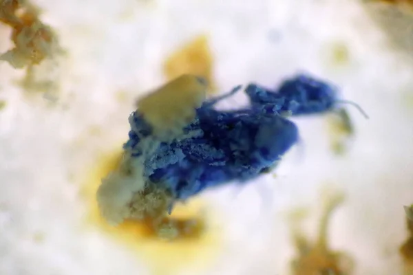 Analysis of microplastic waste contaminated in soils and water. The microscope of fragment type microplastic blue color with closeup macro 40x lens in environmental health laboratory. Selective focus.