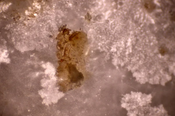 Talajban Szennyezett Mikroplasztikai Hulladék Műanyagrészecskékkel Teli Vízminta Morfológiájának Elemzése Mikroszkóp — Stock Fotó